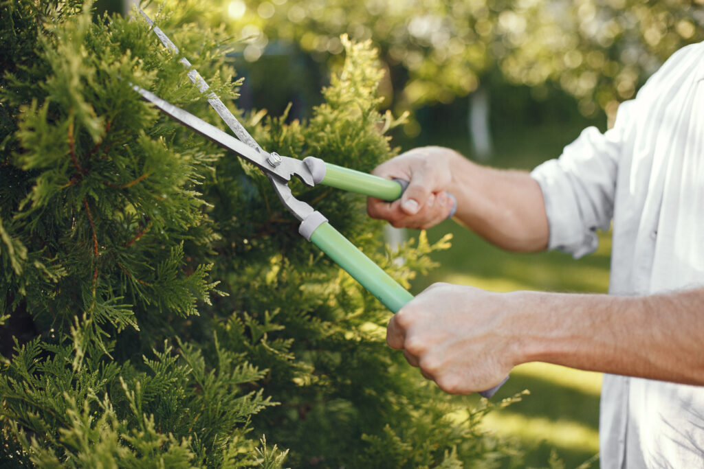 Bush Trimming - Orland Park Area - Max's Lawn and Landscaping